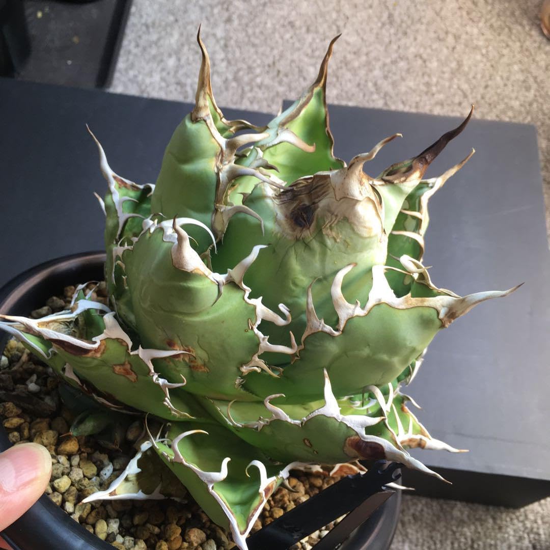 アガベ/オアハカオテロイ現地株現地球 発根済】アガベ オアハカ